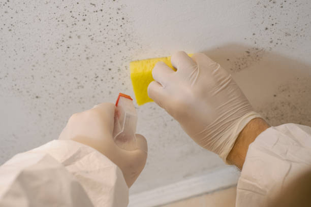 Professional Mold Inspection, Removal & Remediation in Mayo, SC